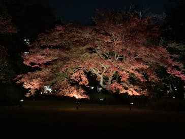 六義園に投稿された画像（2023/11/29）