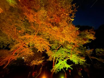 NAKED 紅葉の新宿御苑2023に投稿された画像（2023/11/29）