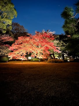 六義園に投稿された画像（2023/11/29）