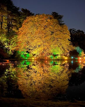 NAKED 紅葉の新宿御苑2023に投稿された画像（2023/11/29）