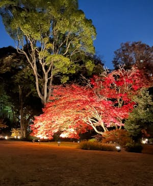 六義園に投稿された画像（2023/11/29）