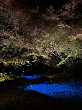 六義園に投稿された画像（2023/11/29）