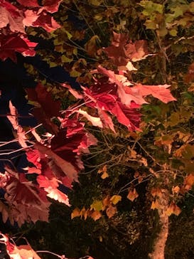 NAKED 紅葉の新宿御苑2023に投稿された画像（2023/11/29）