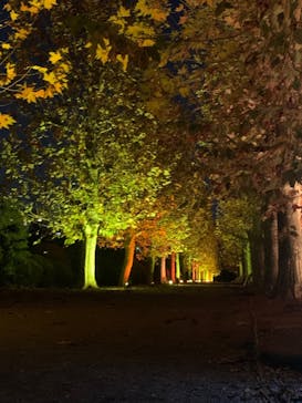 NAKED 紅葉の新宿御苑2023に投稿された画像（2023/11/29）