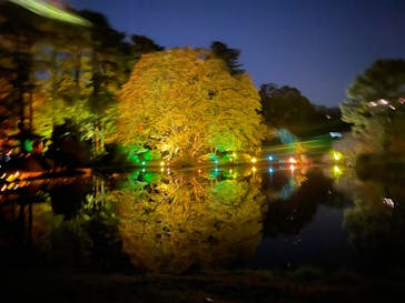 NAKED 紅葉の新宿御苑2023に投稿された画像（2023/11/29）