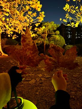 NAKED 紅葉の新宿御苑2023に投稿された画像（2023/11/29）