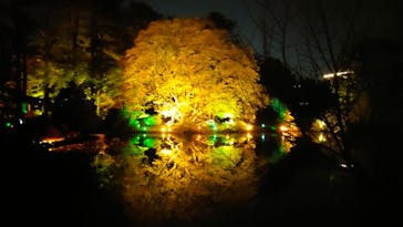 NAKED 紅葉の新宿御苑2023に投稿された画像（2023/11/29）