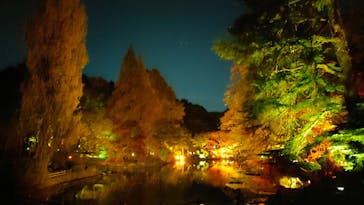 NAKED 紅葉の新宿御苑2023に投稿された画像（2023/11/29）