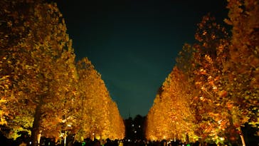 NAKED 紅葉の新宿御苑2023に投稿された画像（2023/11/29）