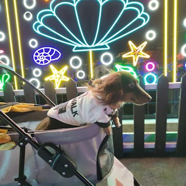 伊豆ぐらんぱる公園に投稿された画像（2023/11/29）