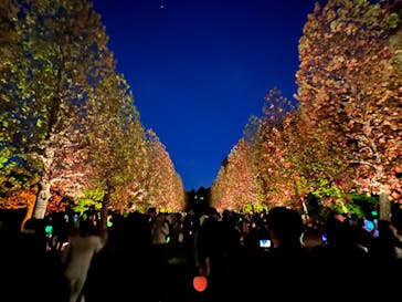 NAKED 紅葉の新宿御苑2023に投稿された画像（2023/11/29）