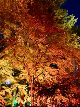 NAKED 紅葉の新宿御苑2023に投稿された画像（2023/11/30）