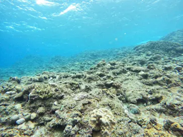 武藤潜水に投稿された画像（2023/11/30）