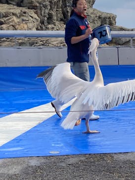 大分マリーンパレス水族館 「うみたまご」に投稿された画像（2023/11/30）