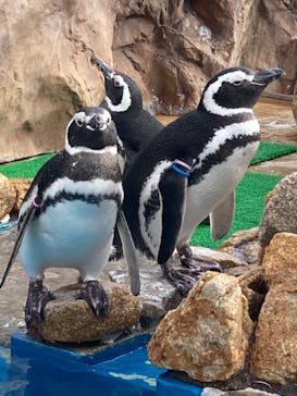 大分マリーンパレス水族館 「うみたまご」に投稿された画像（2023/11/30）