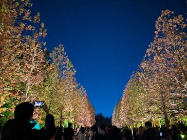 NAKED 紅葉の新宿御苑2023に投稿された画像（2023/11/30）