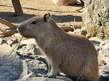 伊豆シャボテン動物公園に投稿された画像（2023/11/30）