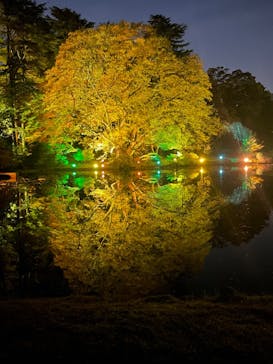 NAKED 紅葉の新宿御苑2023に投稿された画像（2023/11/30）
