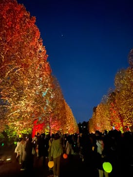 NAKED 紅葉の新宿御苑2023に投稿された画像（2023/11/30）