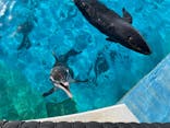 沖縄美ら海水族館（館内体験）に投稿された画像（2023/11/30）