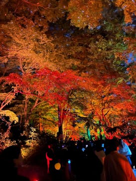 NAKED 紅葉の新宿御苑2023に投稿された画像（2023/11/30）