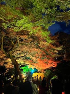 NAKED 紅葉の新宿御苑2023に投稿された画像（2023/11/30）