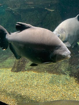 世界淡水魚園水族館　アクア・トトぎふに投稿された画像（2023/11/30）