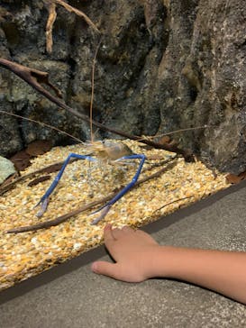 世界淡水魚園水族館　アクア・トトぎふに投稿された画像（2023/11/30）