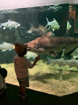 世界淡水魚園水族館　アクア・トトぎふに投稿された画像（2023/11/30）