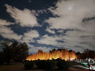 NAKED 紅葉の新宿御苑2023に投稿された画像（2023/11/30）