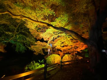 NAKED 紅葉の新宿御苑2023に投稿された画像（2023/11/30）