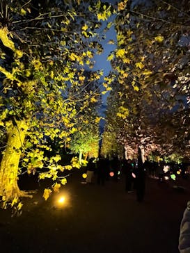 NAKED 紅葉の新宿御苑2023に投稿された画像（2023/11/30）