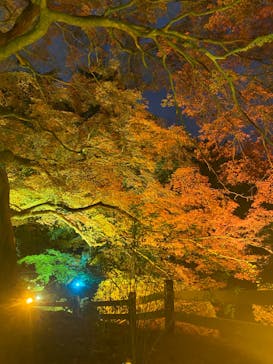 NAKED 紅葉の新宿御苑2023に投稿された画像（2023/11/30）