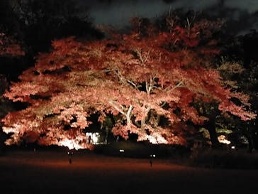 六義園に投稿された画像（2023/11/30）