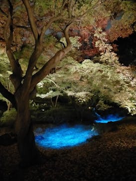 六義園に投稿された画像（2023/11/30）