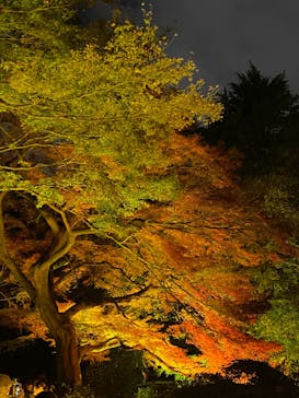 NAKED 紅葉の新宿御苑2023に投稿された画像（2023/11/30）