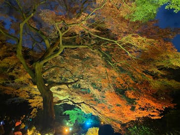 NAKED 紅葉の新宿御苑2023に投稿された画像（2023/11/30）