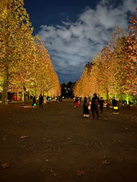 NAKED 紅葉の新宿御苑2023に投稿された画像（2023/11/30）