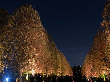 NAKED 紅葉の新宿御苑2023に投稿された画像（2023/12/1）