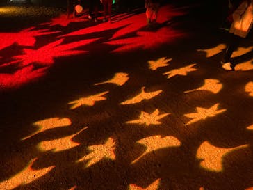 NAKED 紅葉の新宿御苑2023に投稿された画像（2023/12/1）