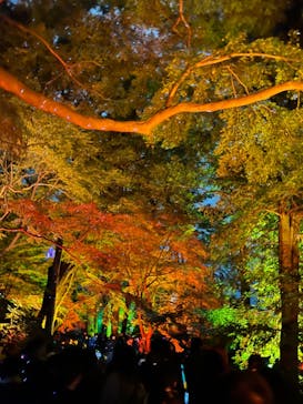 NAKED 紅葉の新宿御苑2023に投稿された画像（2023/12/1）