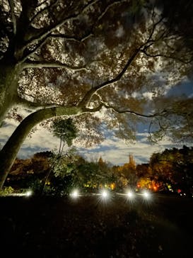 NAKED 紅葉の新宿御苑2023に投稿された画像（2023/12/1）