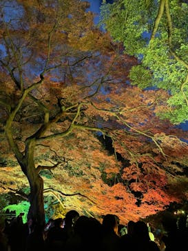 NAKED 紅葉の新宿御苑2023に投稿された画像（2023/12/1）