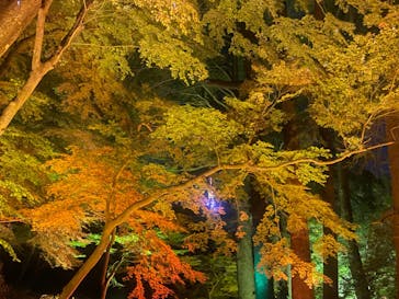 NAKED 紅葉の新宿御苑2023に投稿された画像（2023/12/1）