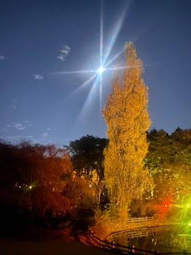 NAKED 紅葉の新宿御苑2023に投稿された画像（2023/12/1）