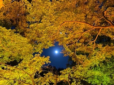 NAKED 紅葉の新宿御苑2023に投稿された画像（2023/12/1）