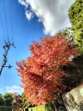 京阪電車に投稿された画像（2023/12/1）