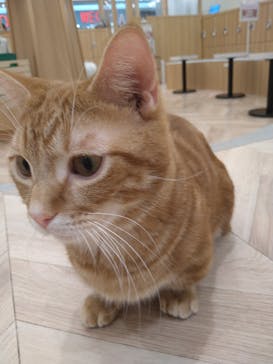 猫カフェモカ　イオンモール水戸内原店に投稿された画像（2023/12/1）