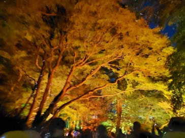 NAKED 紅葉の新宿御苑2023に投稿された画像（2023/12/1）