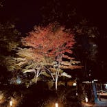 六義園に投稿された画像（2023/12/1）